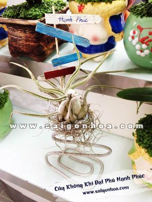 Cây Không Khí Đại Phú Hạnh Phúc