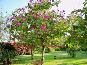 Phân Loại Cây Xanh Trong Thiết Kế Cảnh Quan