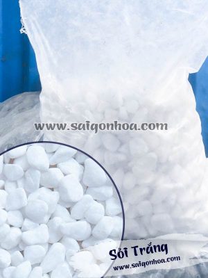 Sỏi Trắng