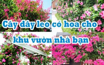 Cay Day Leo Co Hoa Cho Khu Vuon Nha Ban