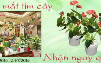 Game Nhanh Mat Tim Cay Nhan Ngay Qua Tang