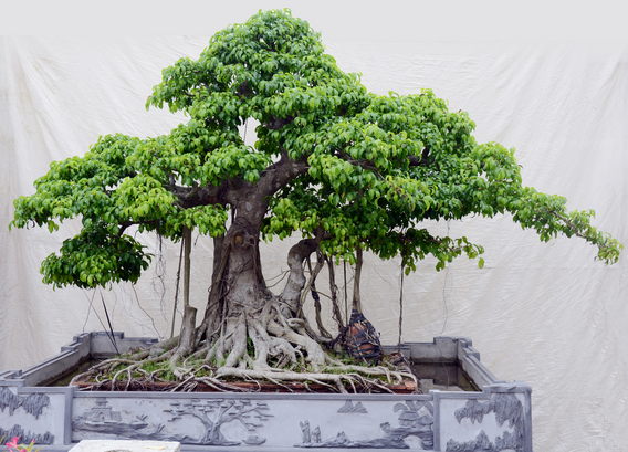 Cách trồng, chăm sóc và tạo dáng bonsai cây Si, cây Sanh • Sài Gòn ...