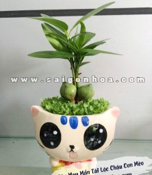 cay may man chau con meo 1