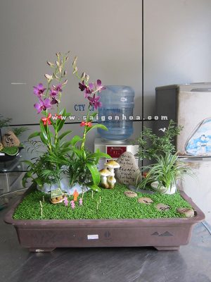 Tiểu Cảnh Cây May Mắn Qùa Tặng Lễ Mừng Thọ