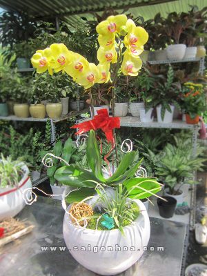 Tiểu Cảnh May Mắn Lan Hồ Điệp Vàng 3 Cành