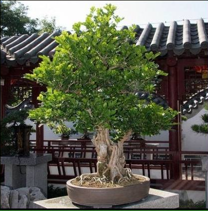 cần bán gấp cây nguyệt quế bonsai để bàn giá tốt | 5giay