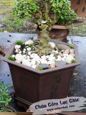 Chậu Gốm Lục Giác