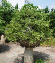 me-bonsai-1
