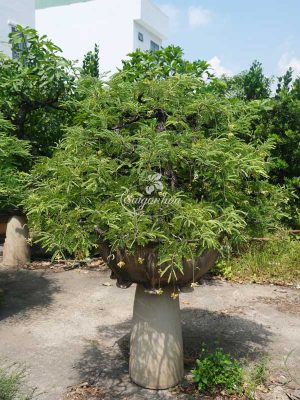 me-bonsai-1