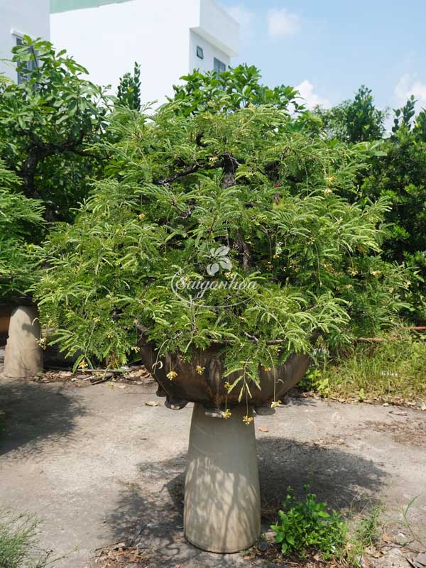 Cây Me Bonsai