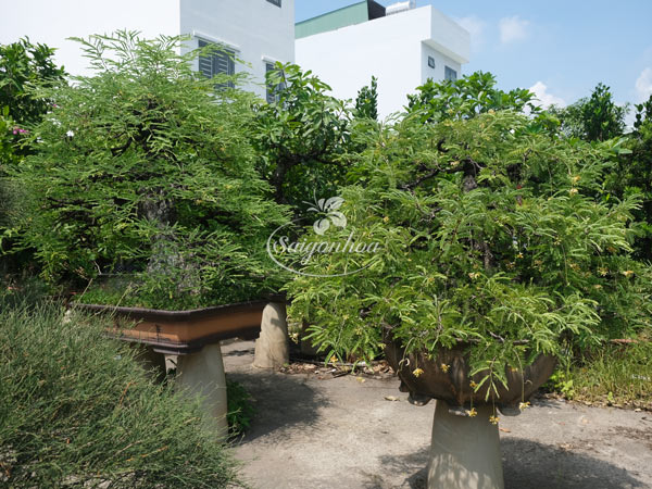 me-bonsai-2