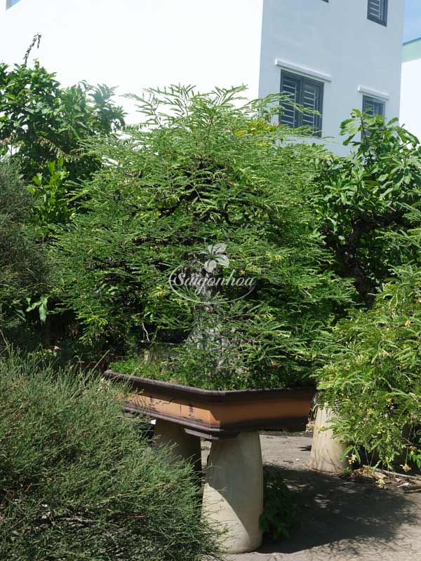 me-bonsai