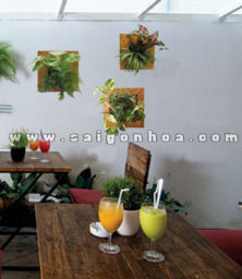 Trang Tri Tranh Cay Treo Tuong Quan Caffe