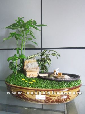 Tiểu Cảnh Cây May Mắn Ngư Ông