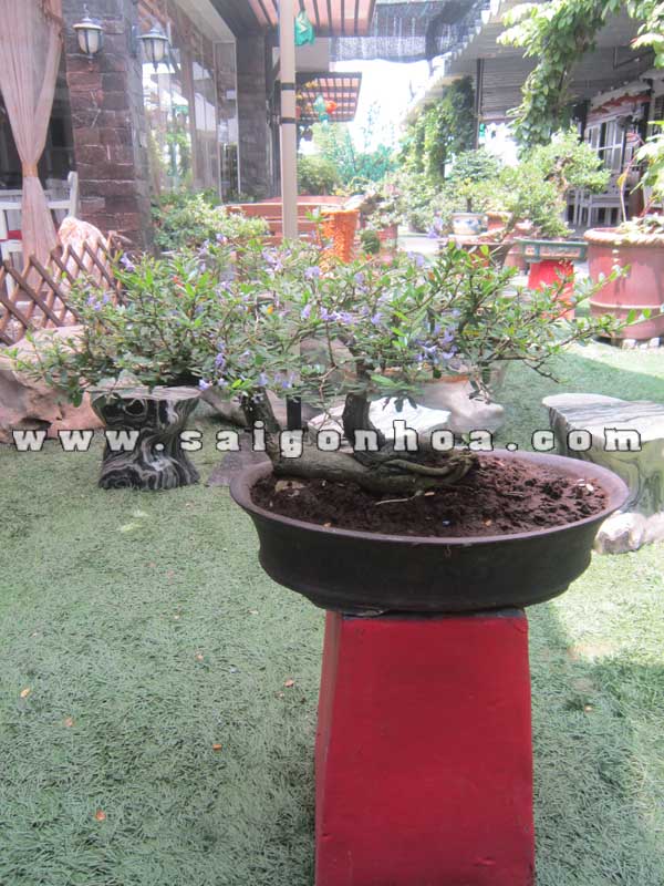 Cây Linh Sam Bonsai Cao 30 cm