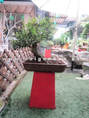 Cây Linh Sam Bonsai Cao 50 cm