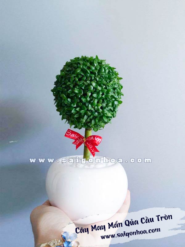 Cây May Mắn Qủa Cầu Tròn Chậu S1 Sài Gòn Hoa