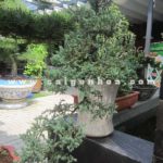 main thumbnail