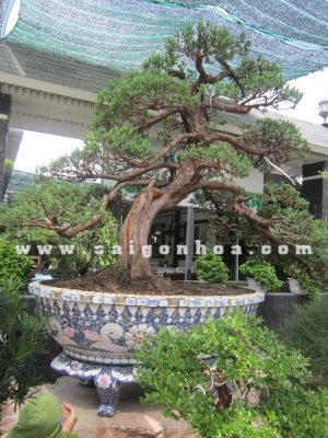 Cây Tùng Lá Kim Bonsai Dáng Trực Lắc