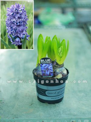 Củ Huệ Tây Tết