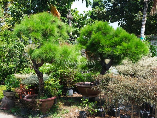 phi-lao-bonsai-3