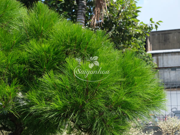 phi-lao-bonsai-5