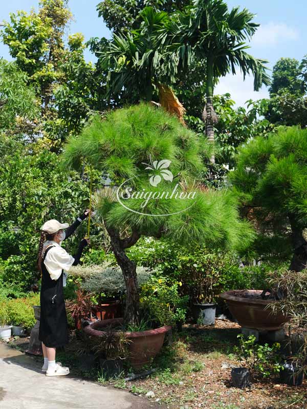 phi-lao-bonsai-6