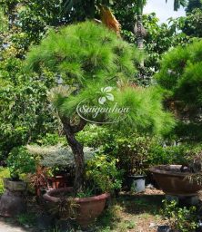 phi-lao-bonsai-7