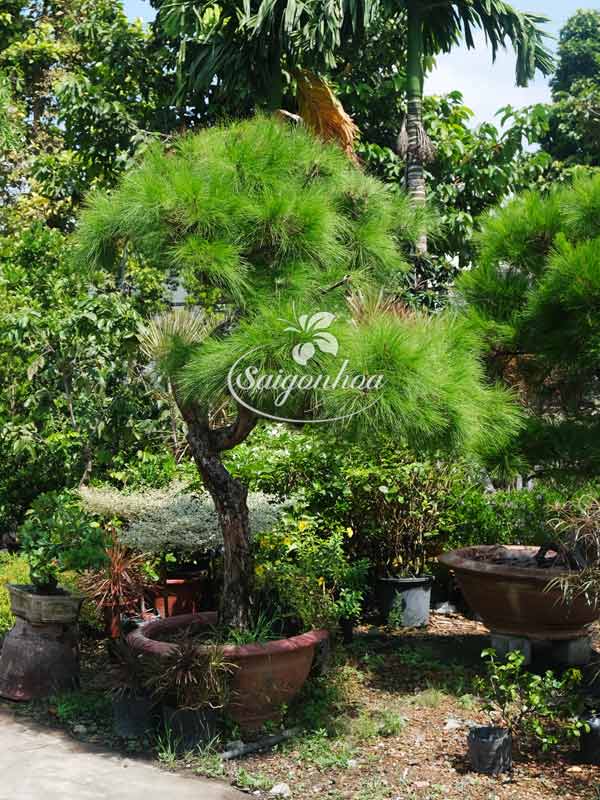phi-lao-bonsai-7