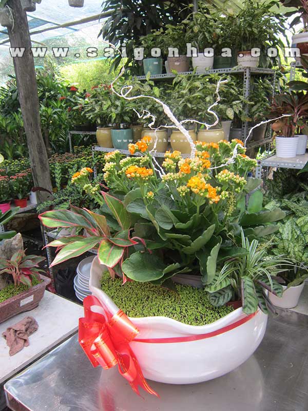 Tiểu Cảnh May Mắn Hoa Sống Đời Kép Màu Cam