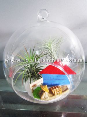 Cây Không Khí Kỷ Niệm Trường Xưa