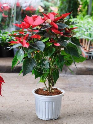 Hoa Trạng Nguyên Chậu Nhựa Lớn