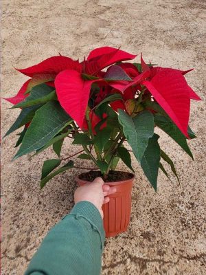 Cây Trạng Nguyên