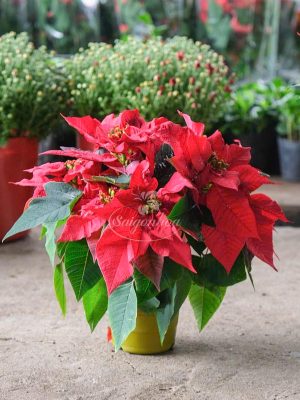 Hoa Trạng Nguyên Chậu Nhựa Nhỏ