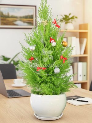 Cây Tùng Thơm Trang Trí Giáng Sinh