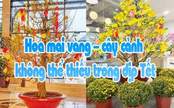 Hoa Mai Vang Cay Canh Khong The Thieu Trong Dip Tet