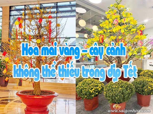Hoa mai vàng – cây cảnh không thể thiếu trong dịp Tết • Sài Gòn Hoa 2023