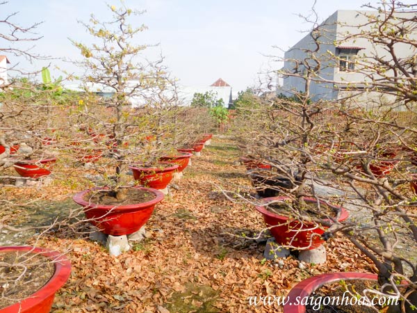 Sang Chảnh Đón Xuân Với Mai Tết Vườn Sài Gòn Hoa