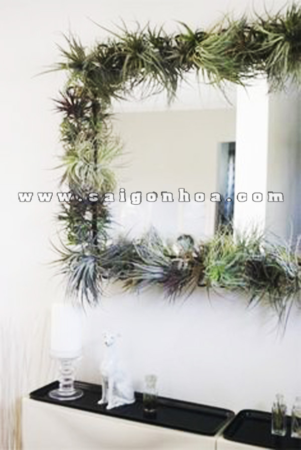 air-plant-mirror copy