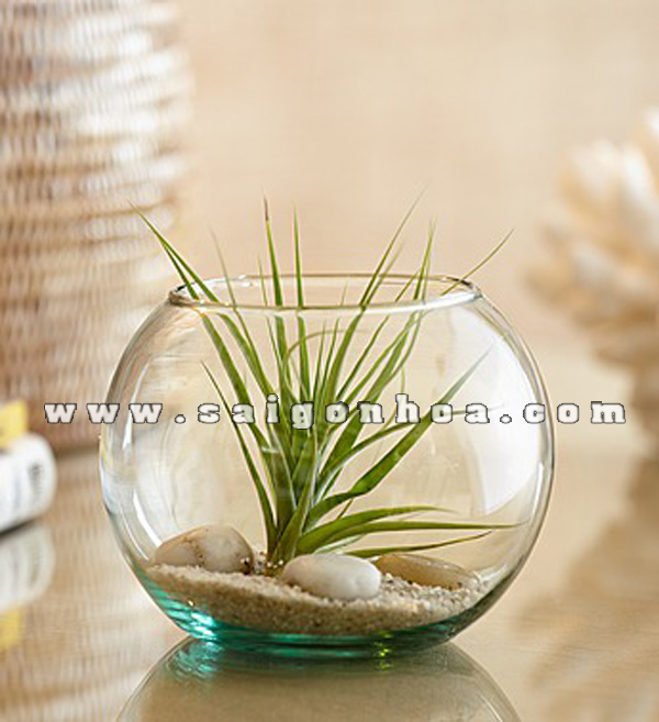 cay khong khi chau thuy tinh de ban