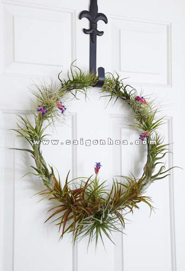 cay khong khi lam vong treo cua