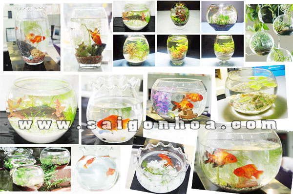 chau thuy tinh nuoi ca