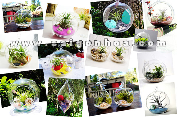 chau thuy tinh trong cay khong khi