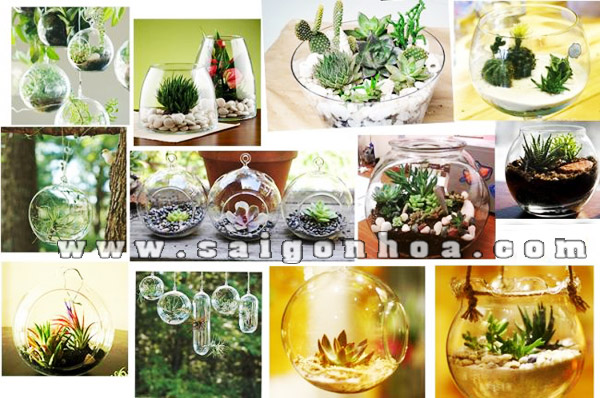 chau thuy tinh trong cay sen da xuong rong