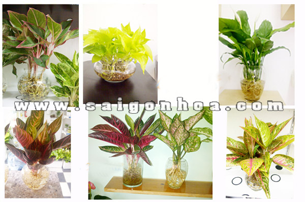 chau thuy tinh trong cay trong nuoc