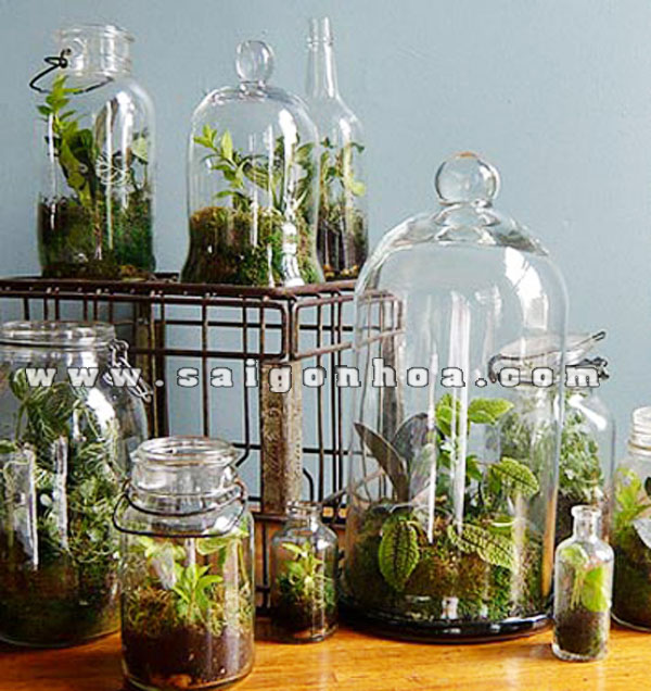 chau thuy tinh trong cay