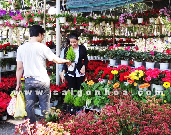 Cách trang trí chậu hoa sống đời chưng Tết 2016 • Sài Gòn Hoa 2024