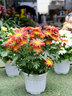 Cúc Đà Lạt Chậu Nhựa