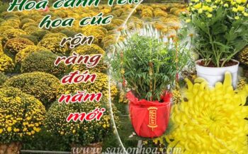 Hoa Canh Tet Ron Rang