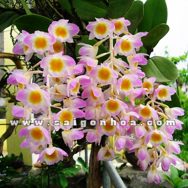 lan-rung-hoang-thao-kieu-tim